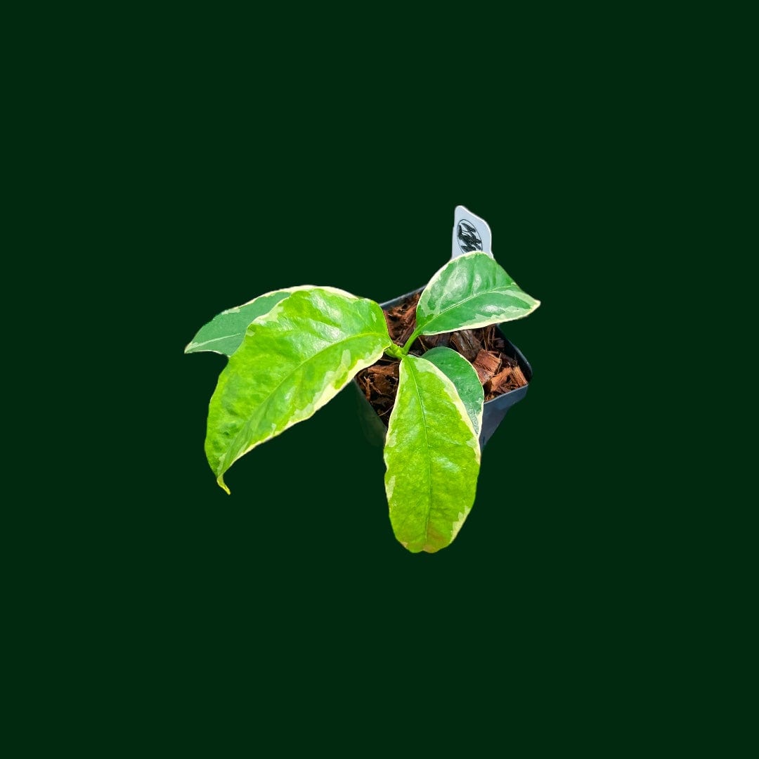 Hoya multiflora (outer variegated)