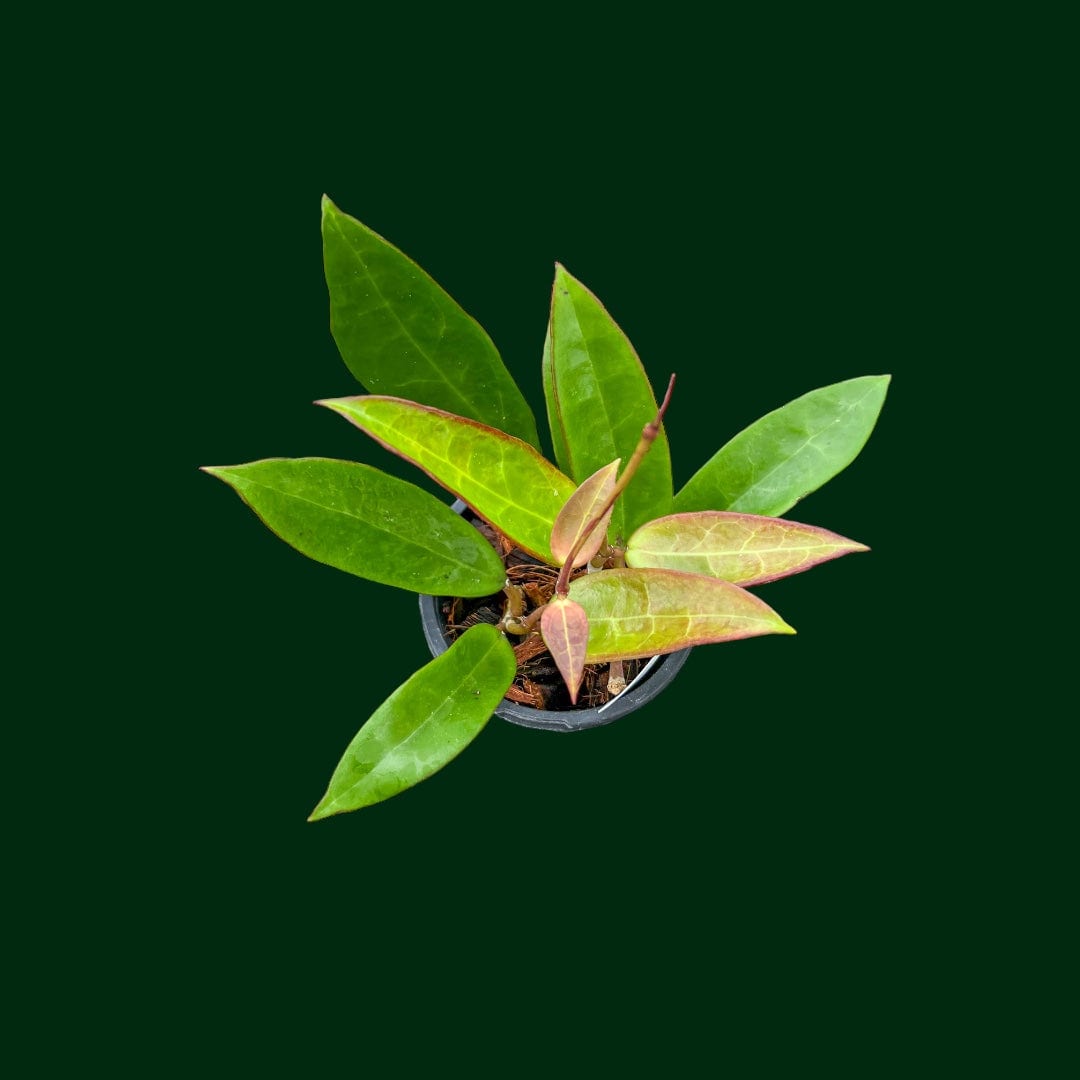 Hoya acuta (Red Leaves)