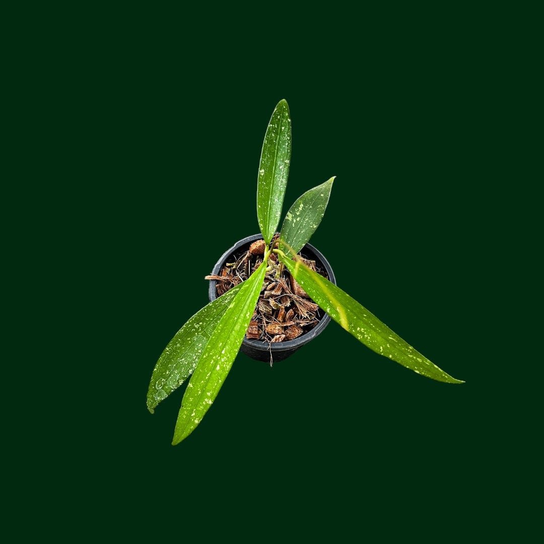 Hoya sp. Bengkulu (Rindu Rafflesia)