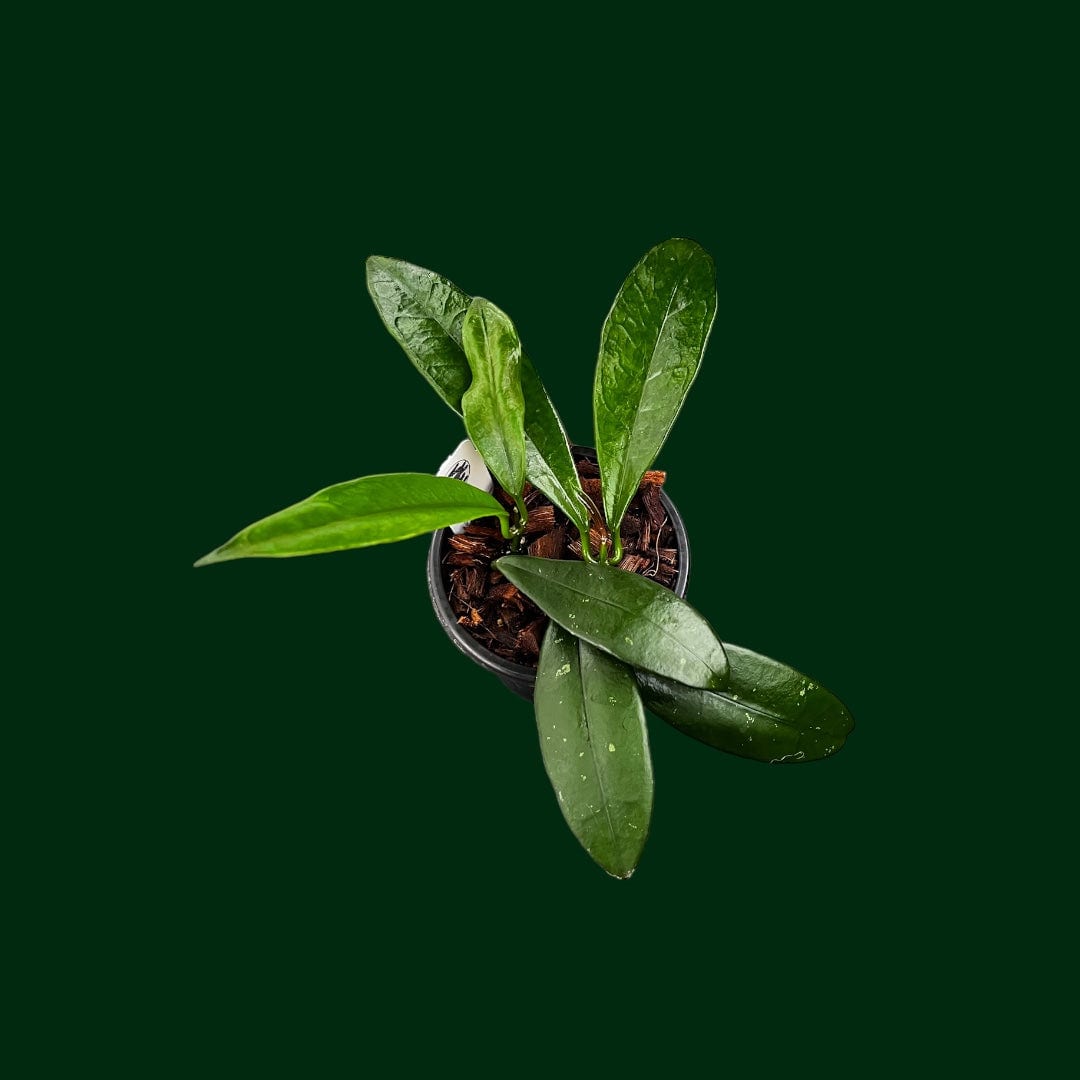 Hoya griffithii (dark)