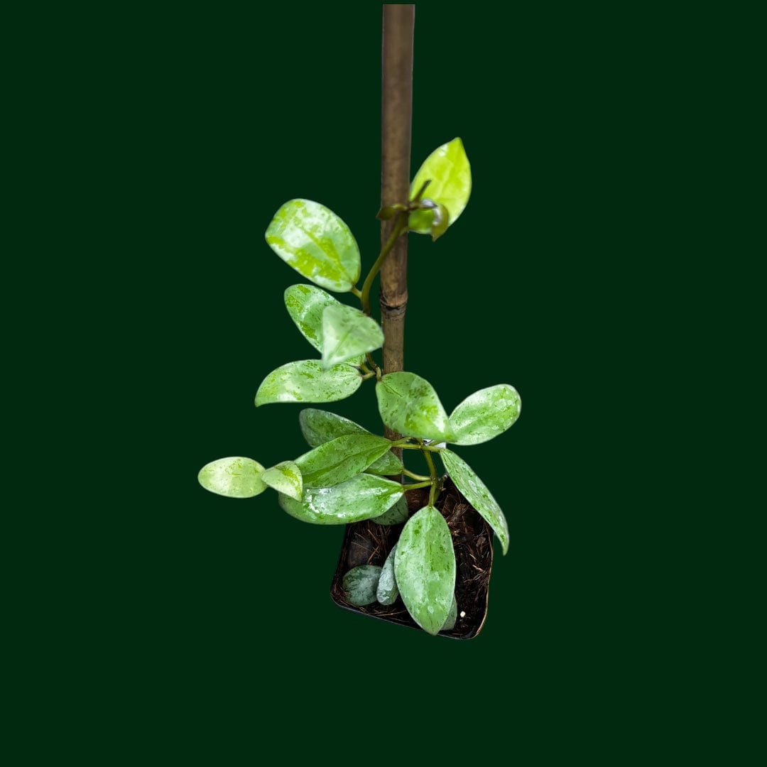 Hoya lacunosa ‘Sulcata’