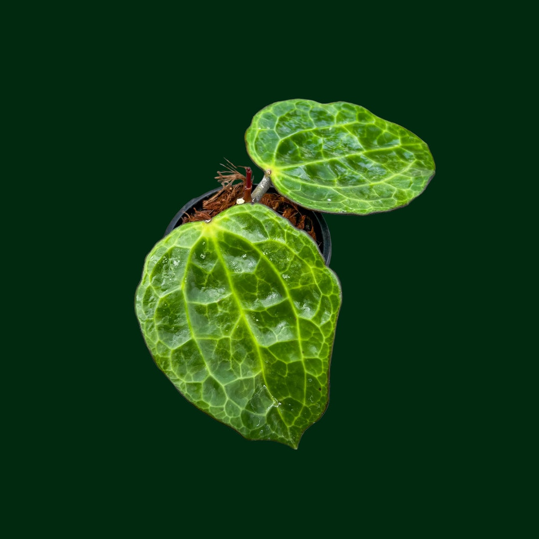 Hoya latifolia (textured veins UPT009)
