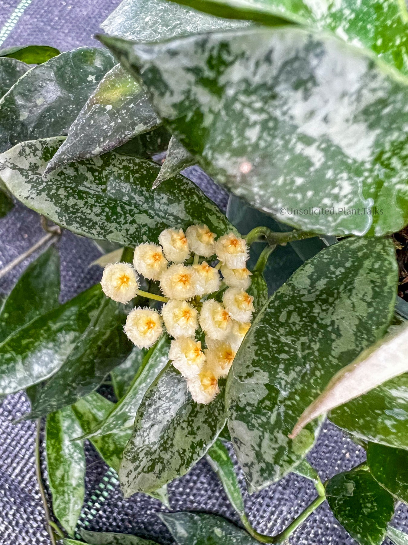 Hoya Lacunosa Snow Cap