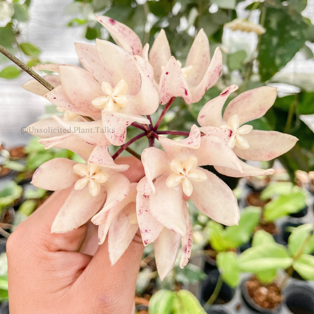 Hoya undulata – Unsolicited Plant Talks