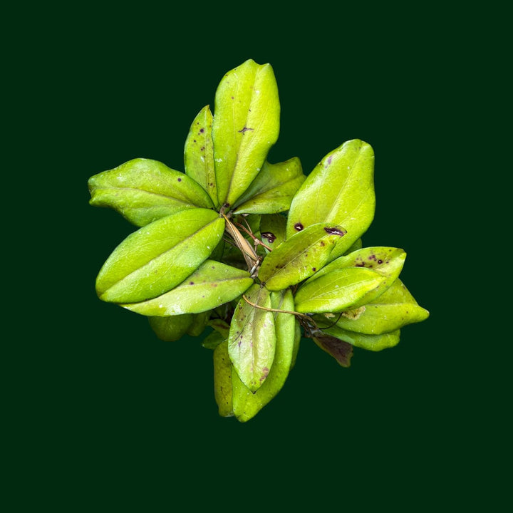 Trellised Hoya erythrina