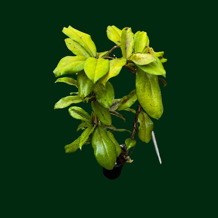 Trellised Hoya erythrina