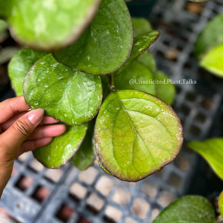 Hoya patcharawalai (seedling)