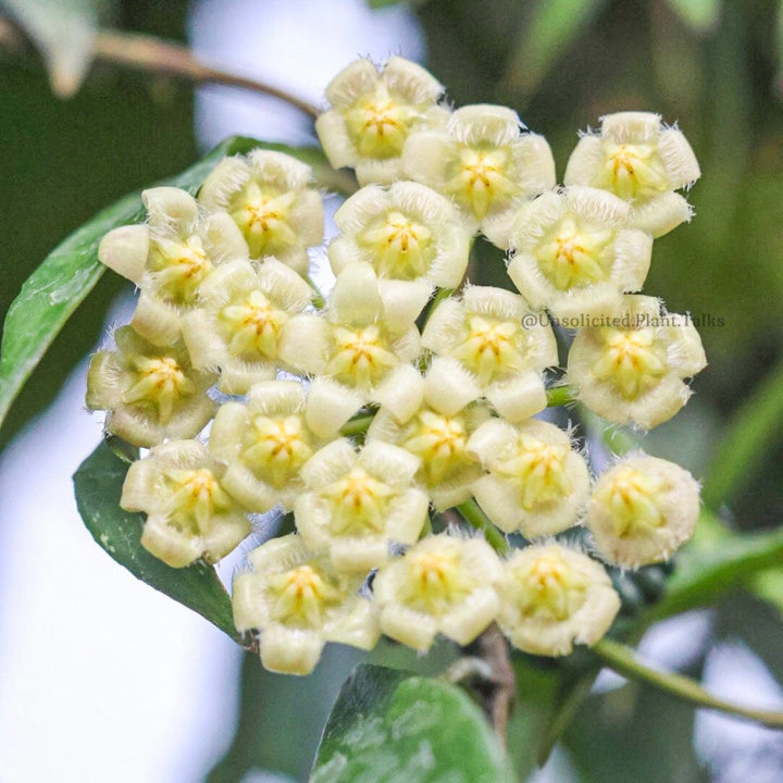 Hoya mirabilis (clone A)
