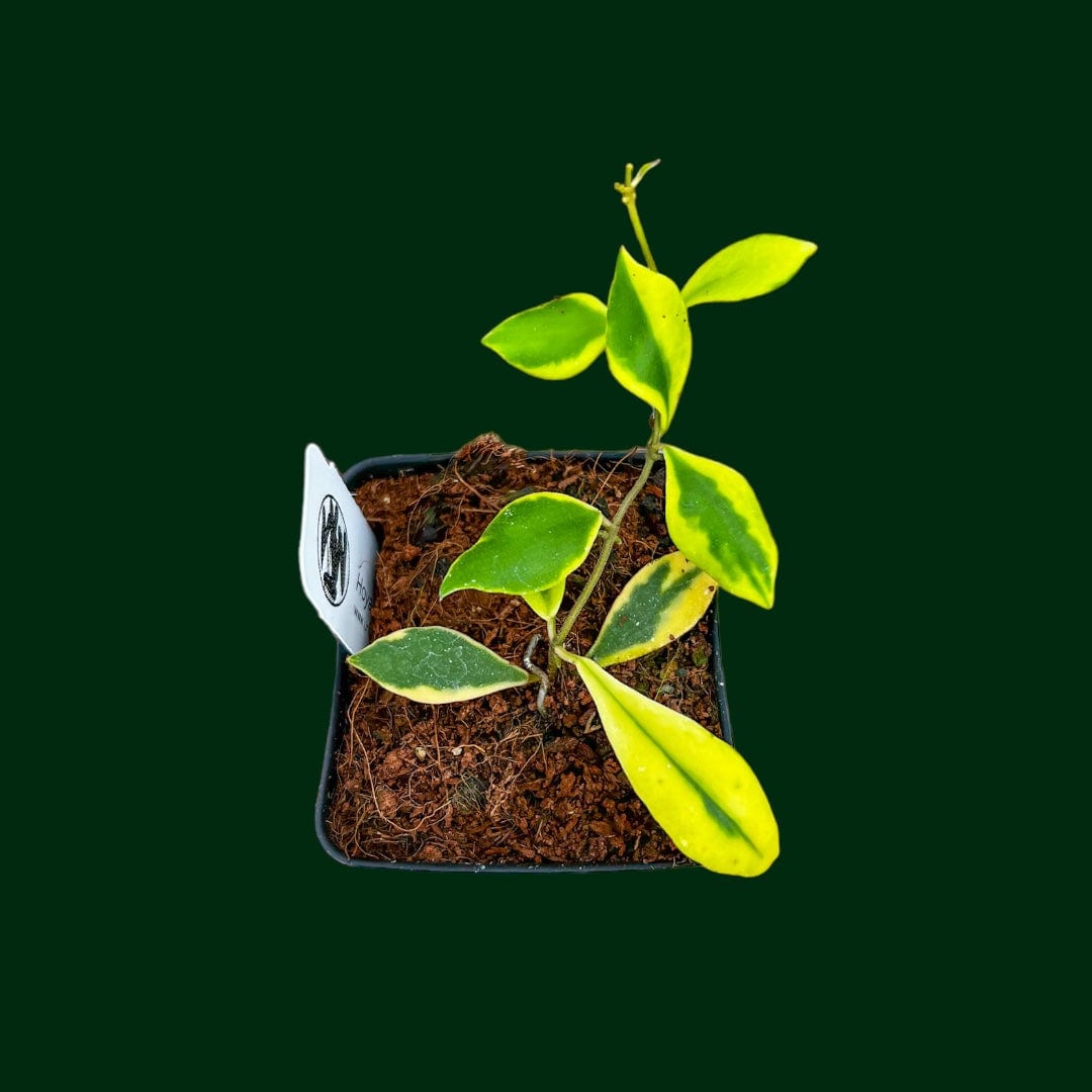 Hoya bakoensis (outer variegated) RARE