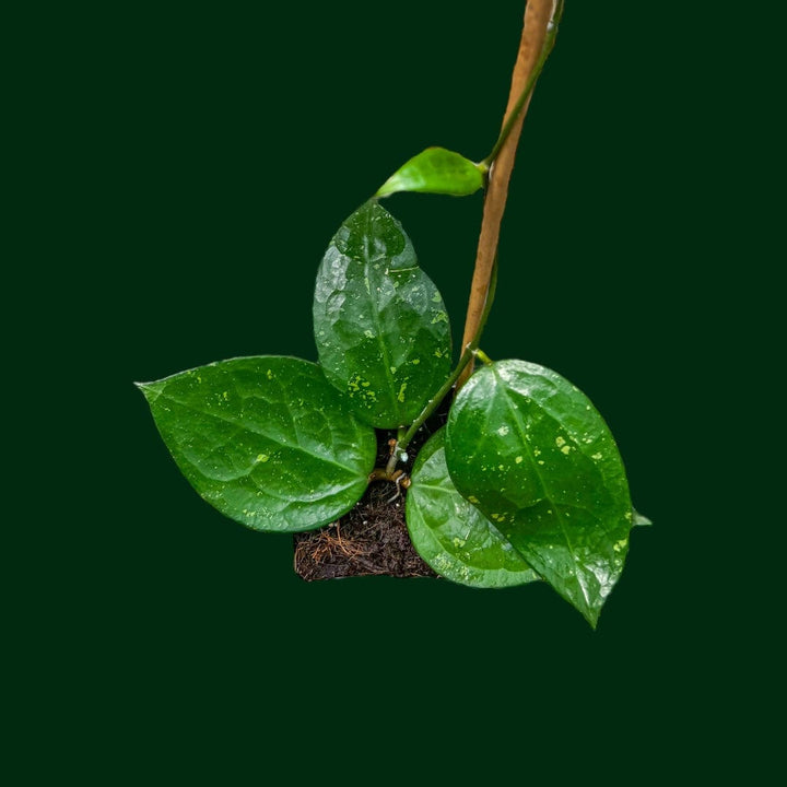 Hoya verticillata (Nganjuk)