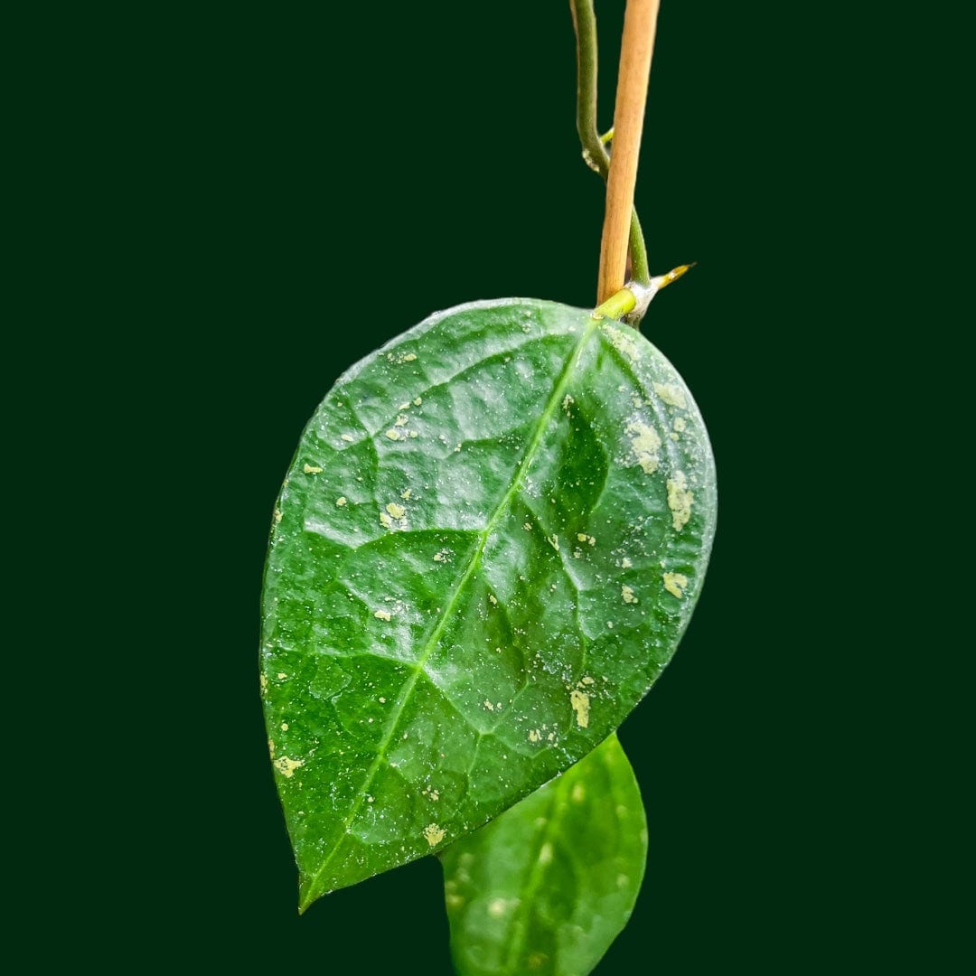 Hoya verticillata (Nganjuk)