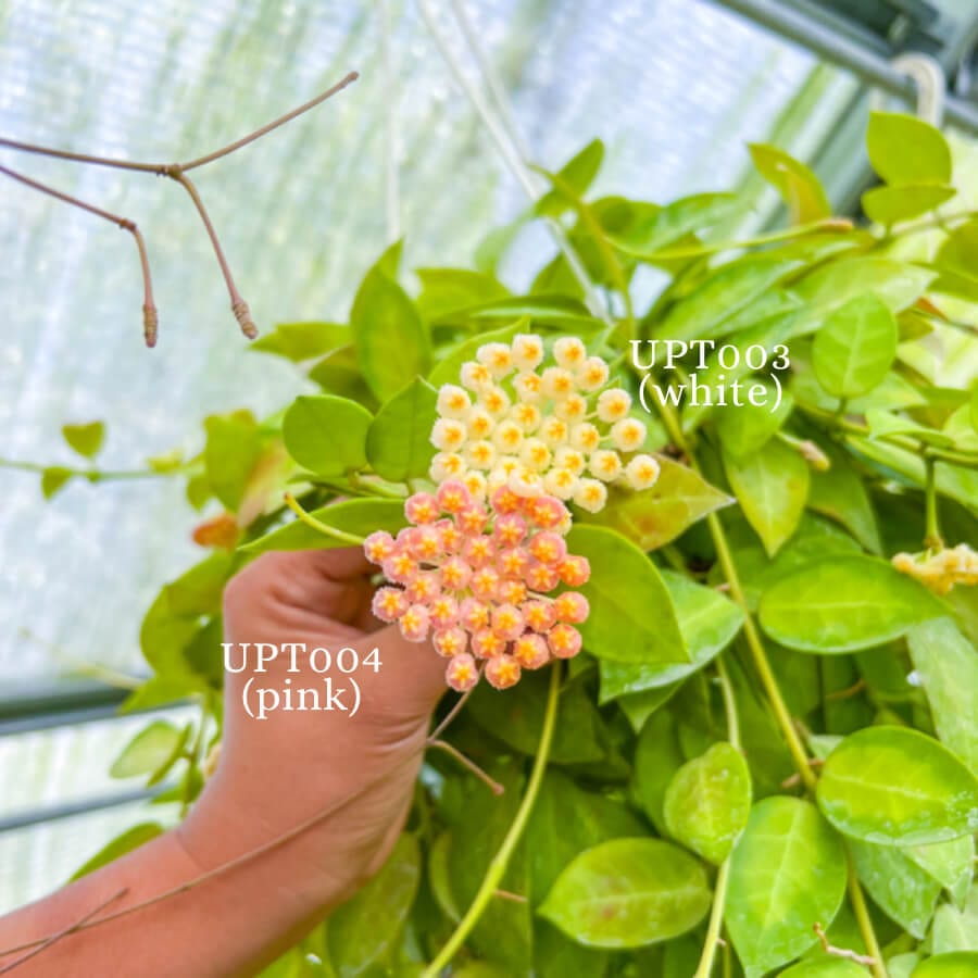 Hoya obscura (seedling, pink UPT004)