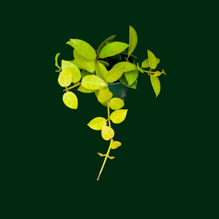 Hoya obscura (seedling, white UPT003)