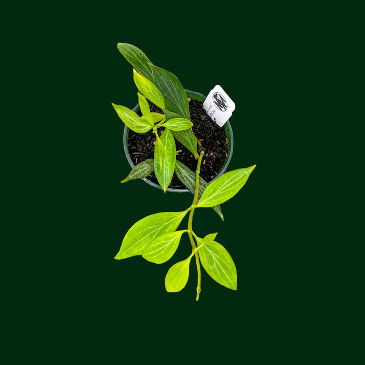 Hoya nicholsoniae (mini)
