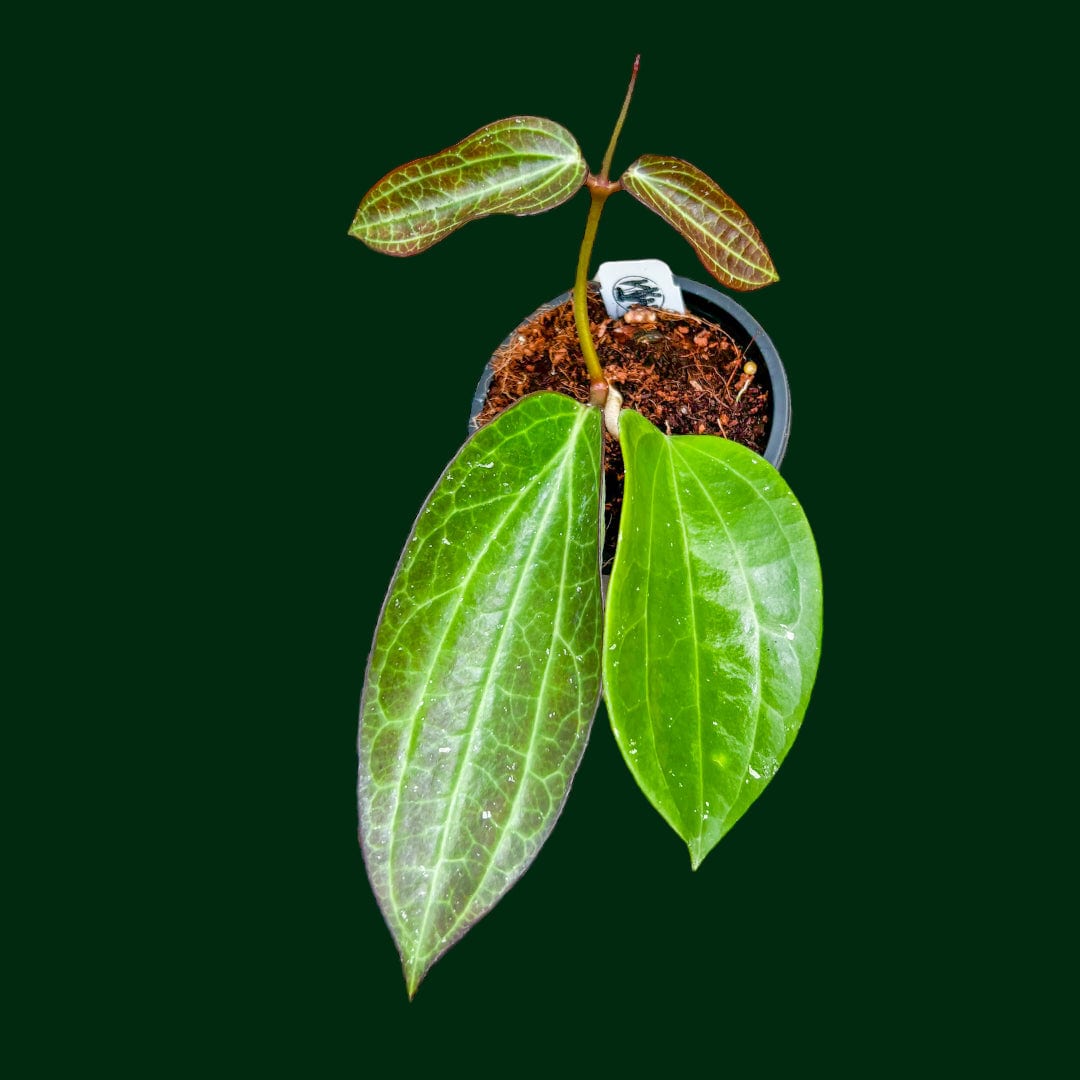 Hoya latifolia (polystachya)