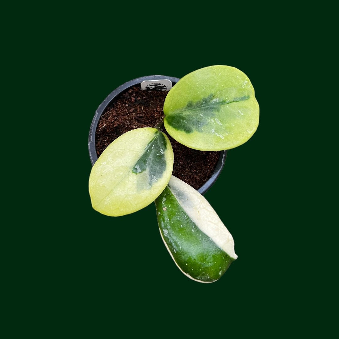 Hoya obovata (outer variegated)