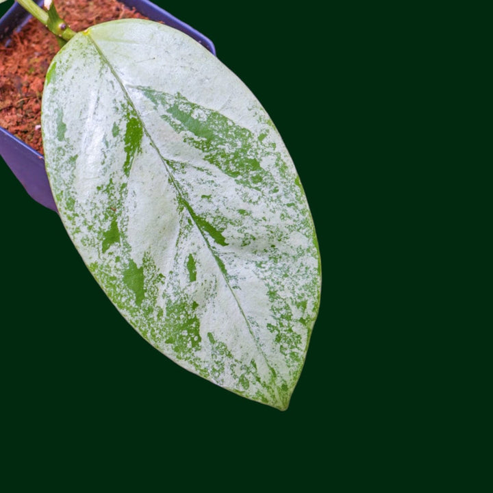 Hoya coriacea (silver)