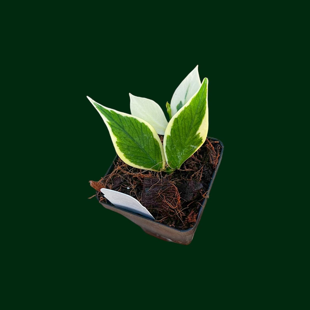 Hoya Polyneura (outer variegated)