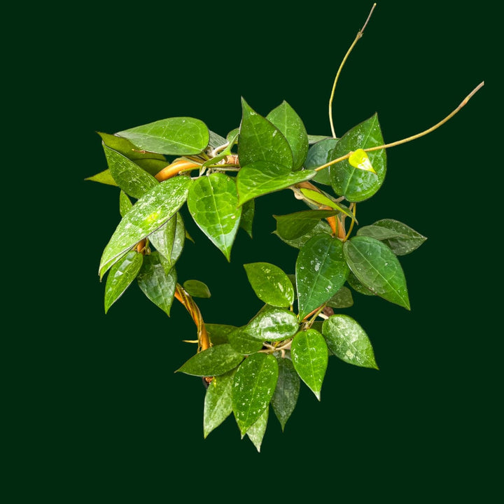 Hoya verticillata (MA07)