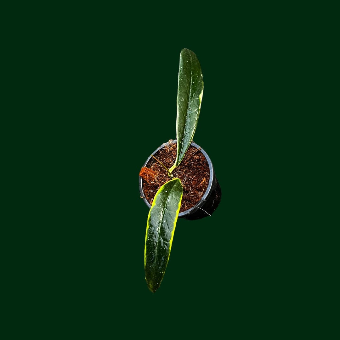 Hoya sulawesiana (outer variegated)
