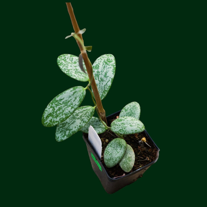 Hoya sigillatis (round leaves, splash)