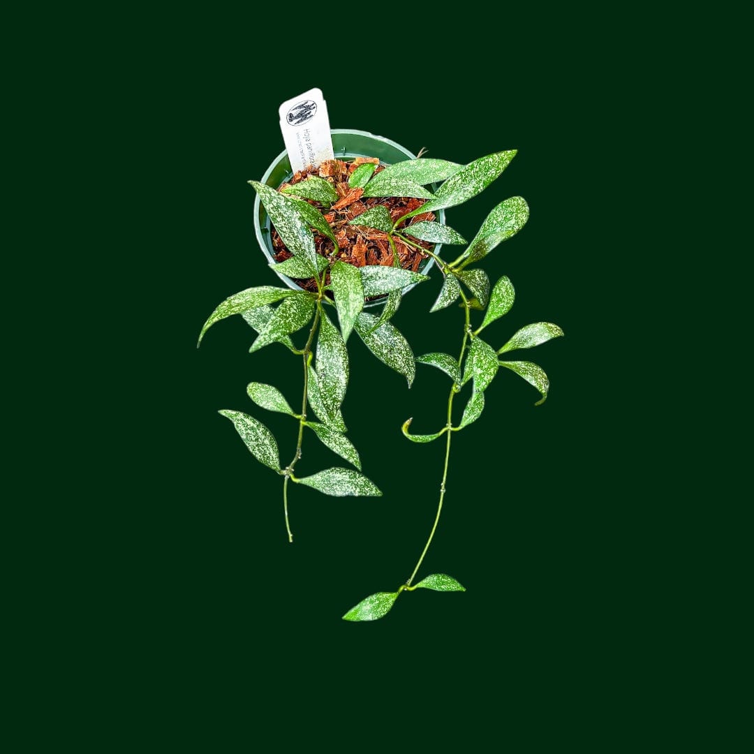 Hoya parviflora (splash)