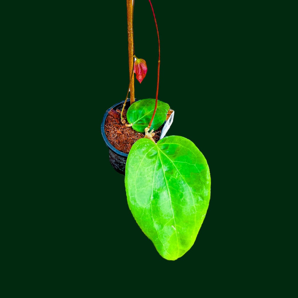 Hoya pentaphlebia