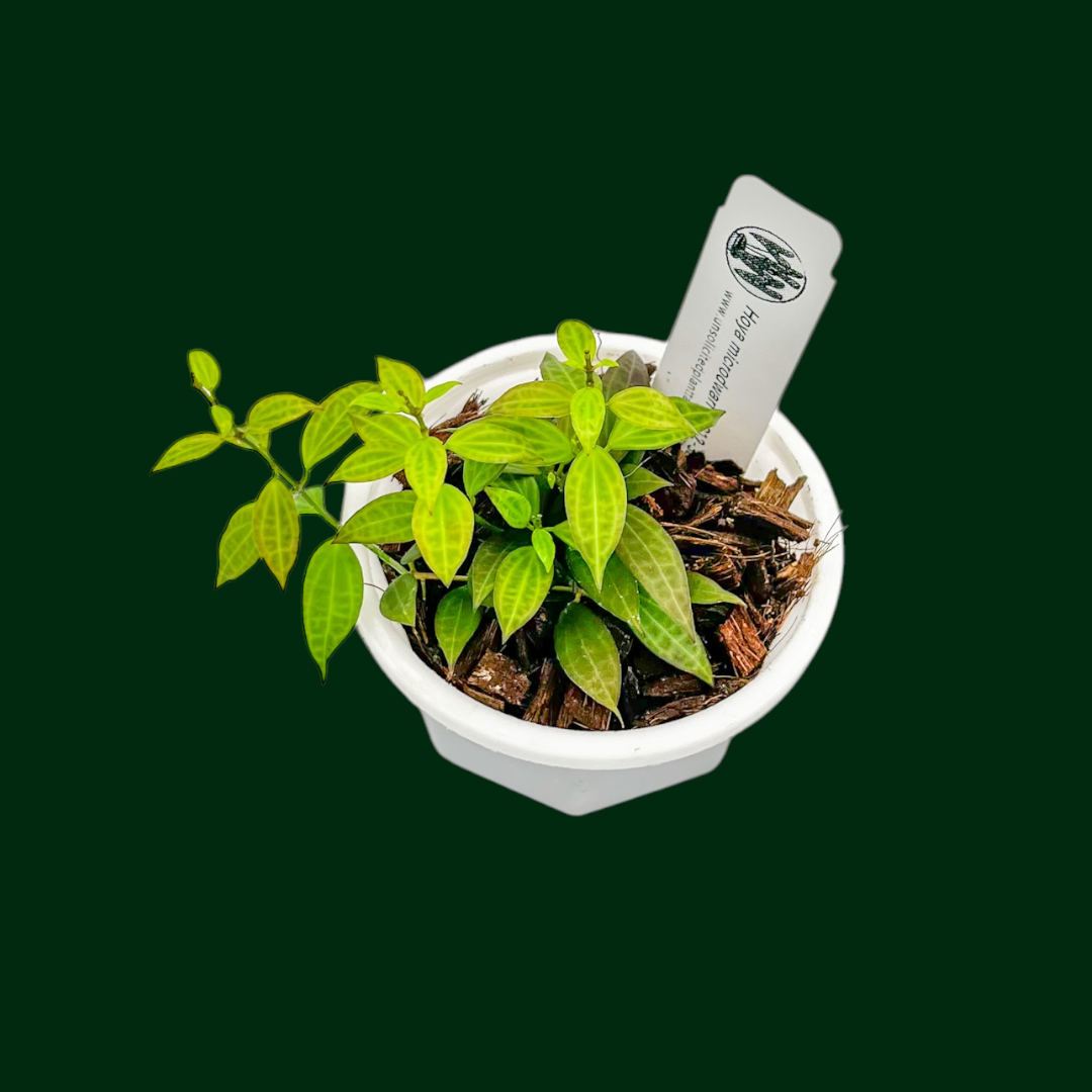 Types of Hoya Plants Your Guide Through Different Hoya Varieties