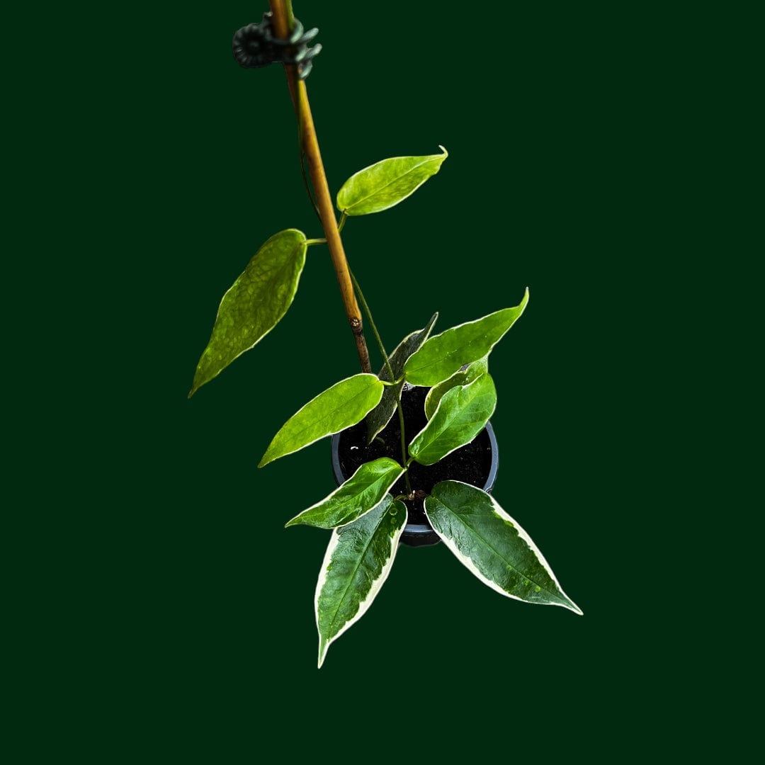 Hoya kenejiana (outer variegated)