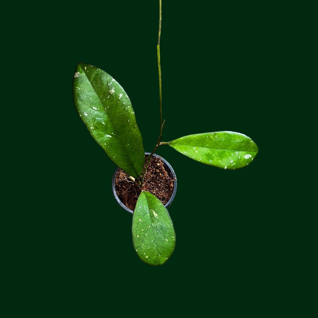 Hoya leoensis (Hoya ‘Viola x Hoya fuscomarginata)