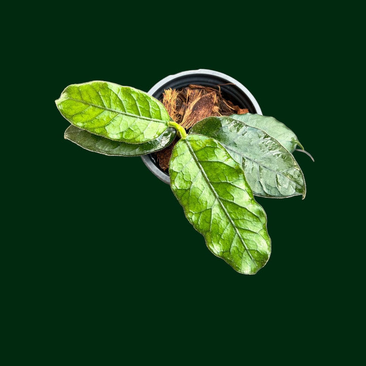 Hoya globulosa (Cao Bang)
