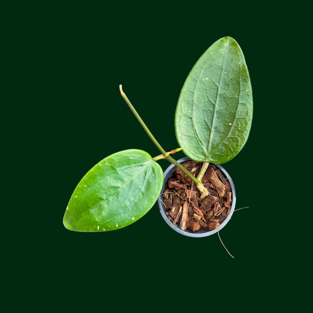 Hoya rigida (short leaf)