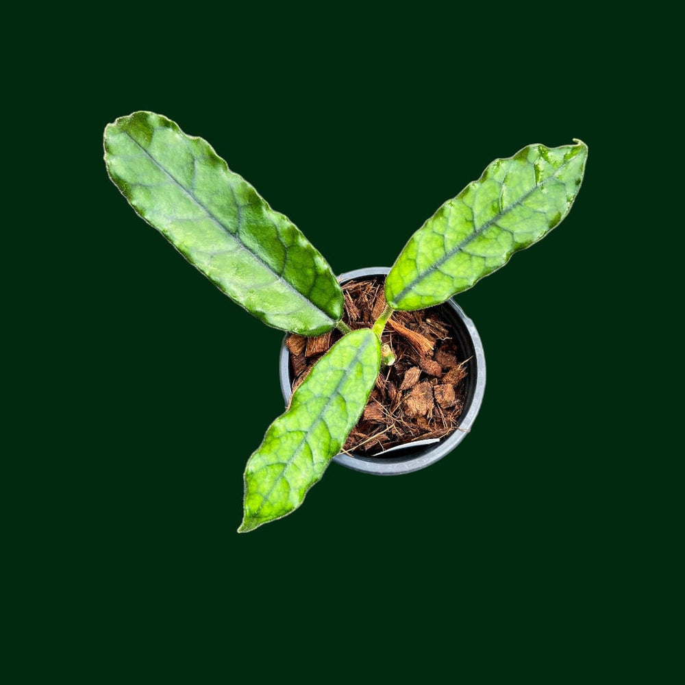 Hoya globulosa (long leaf)
