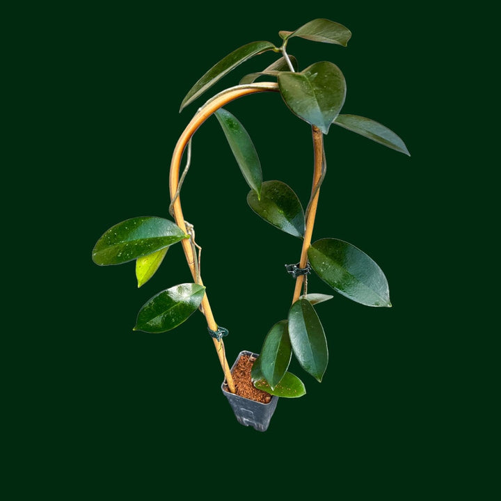 Trellised Hoya oblongacutifolia