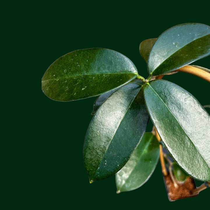 Trellised Hoya oblongacutifolia