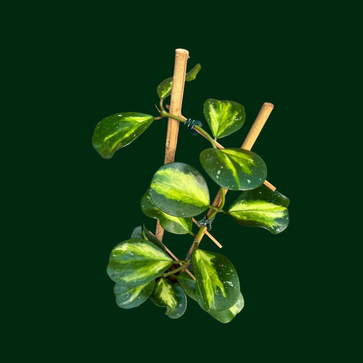 Trellised Hoya obovata (variegated)