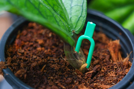 Products – Unsolicited Plant Talks
