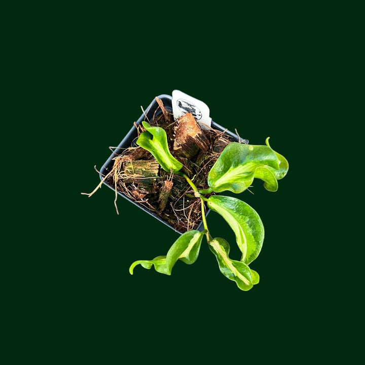 Hoya kenejiana (variegated)