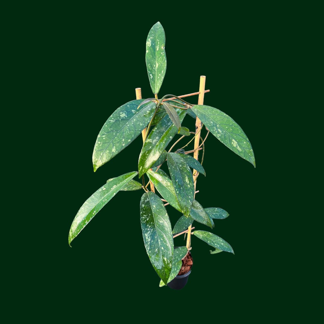 Trellised Hoya sp. Sumatra (long leaf)