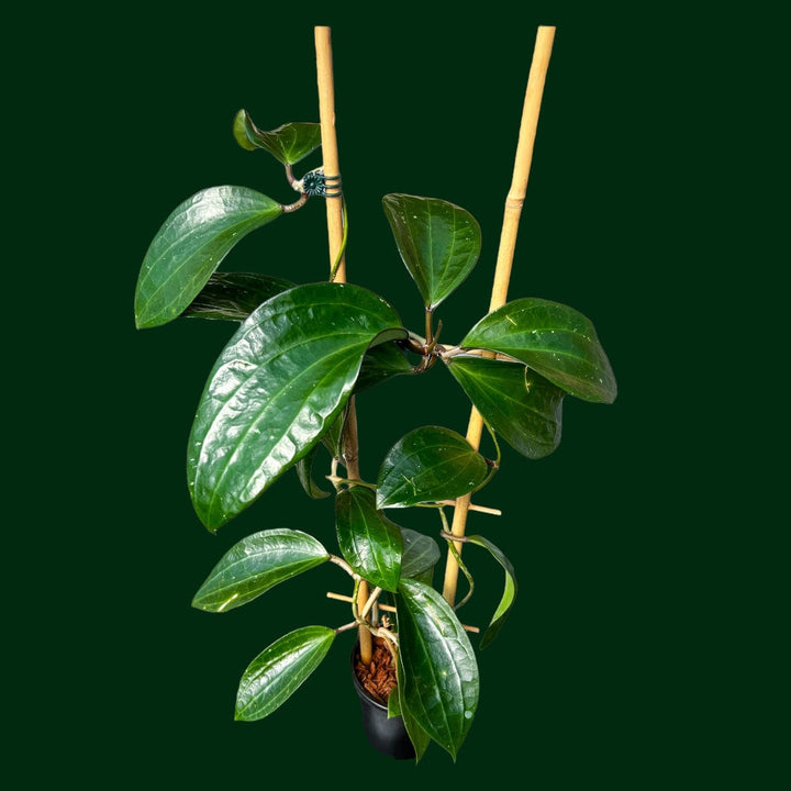 Trellised Hoya Latifolia (polystachya)