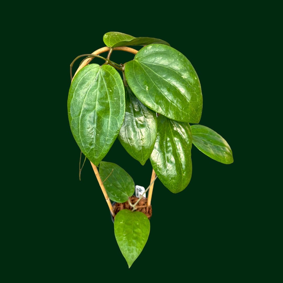 Trellised Hoya Glabra Schlechter (Borneo)