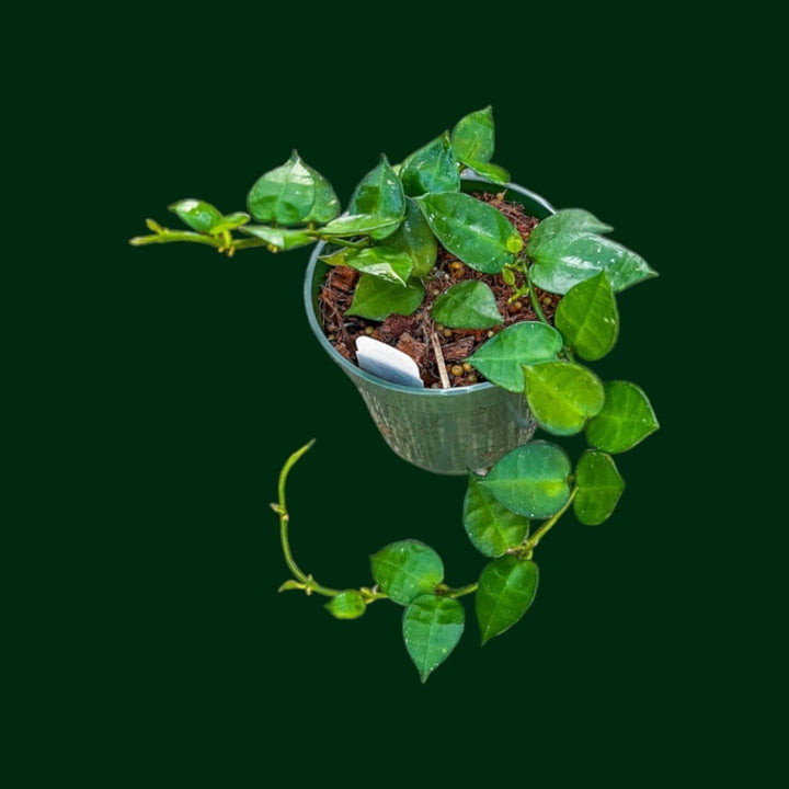 Hoya krohniana (True Form)