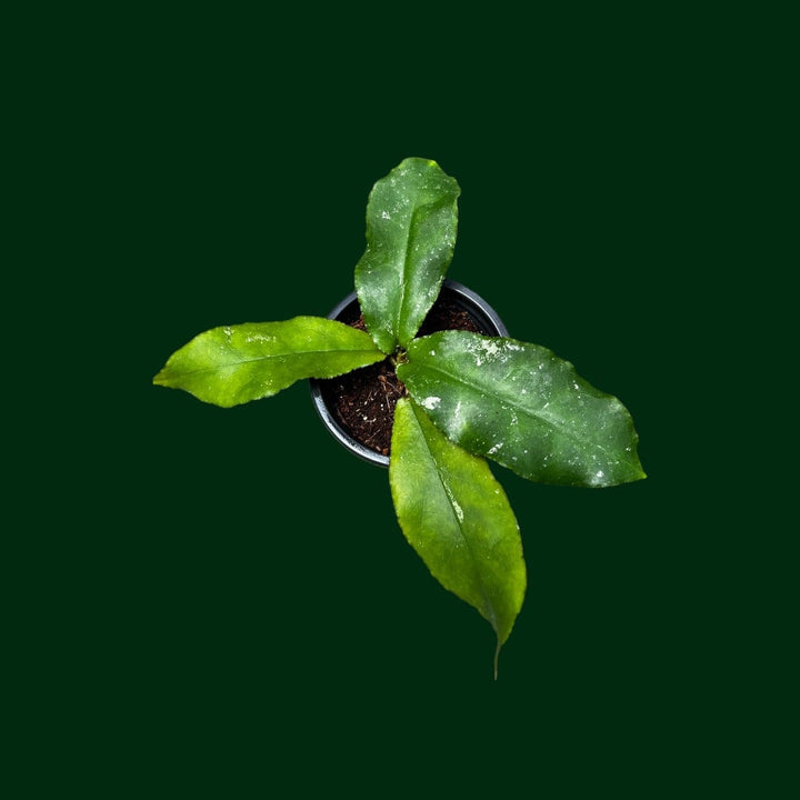 Hoya undulata (clone 2)