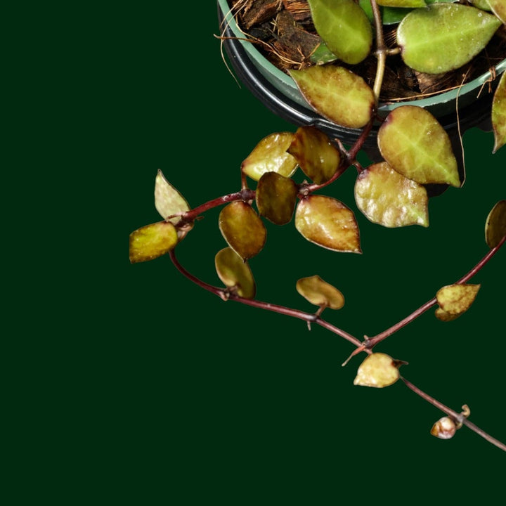 Hoya lacunosa (krohniana black)