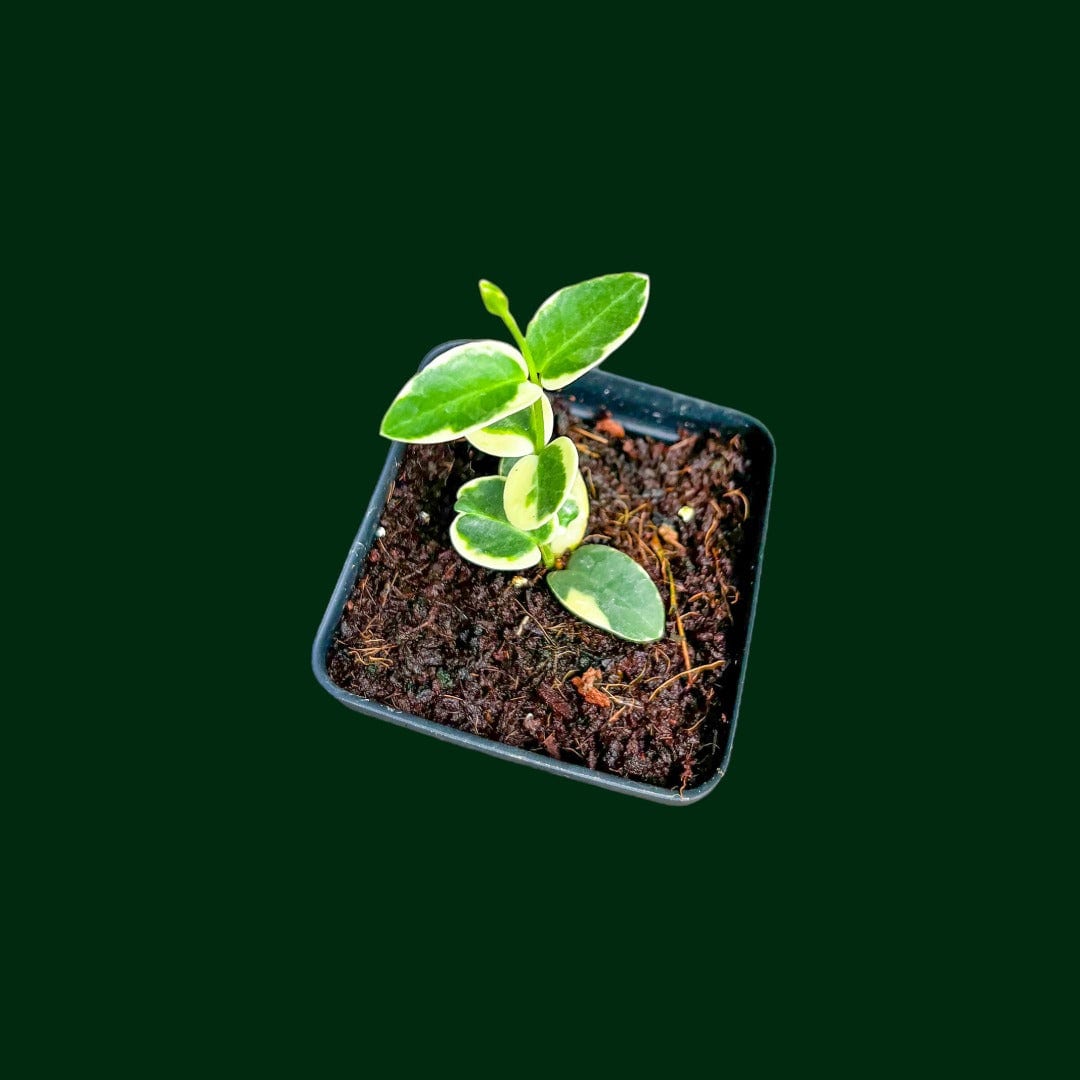 Hoya Cummingiana (outer variegated)