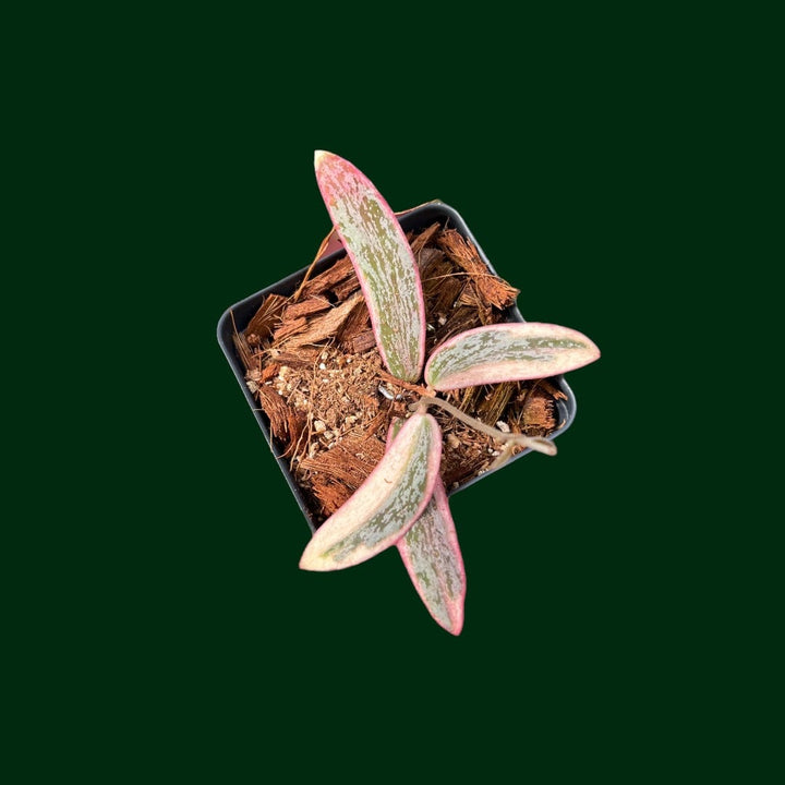 RARE! Hoya sigillatis (outer variegated)