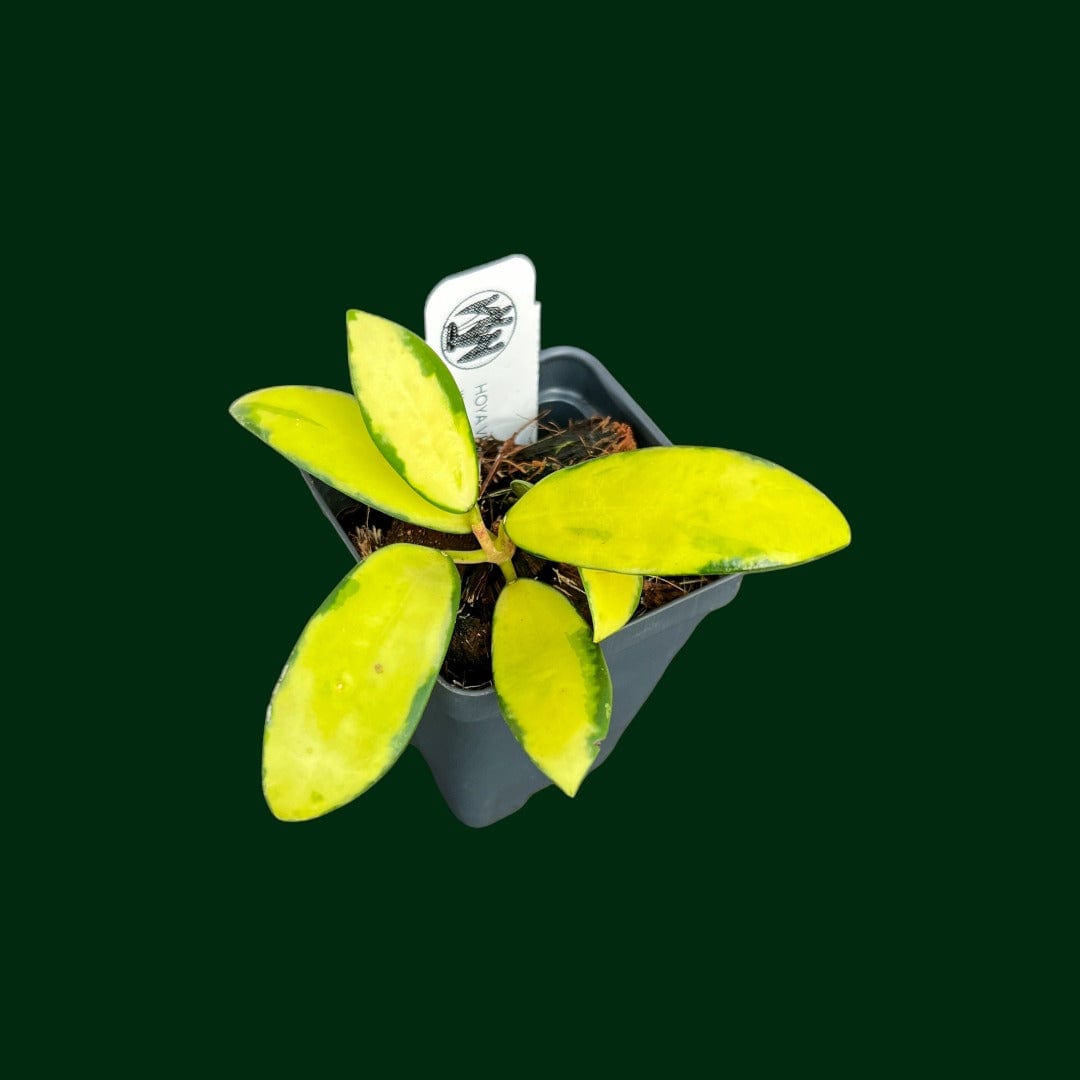 Hoya verticillata (acuta variegated)