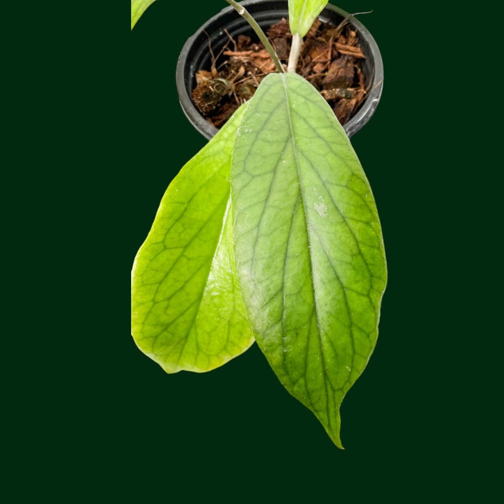 Hoya bauensis (fka sp. Kast)