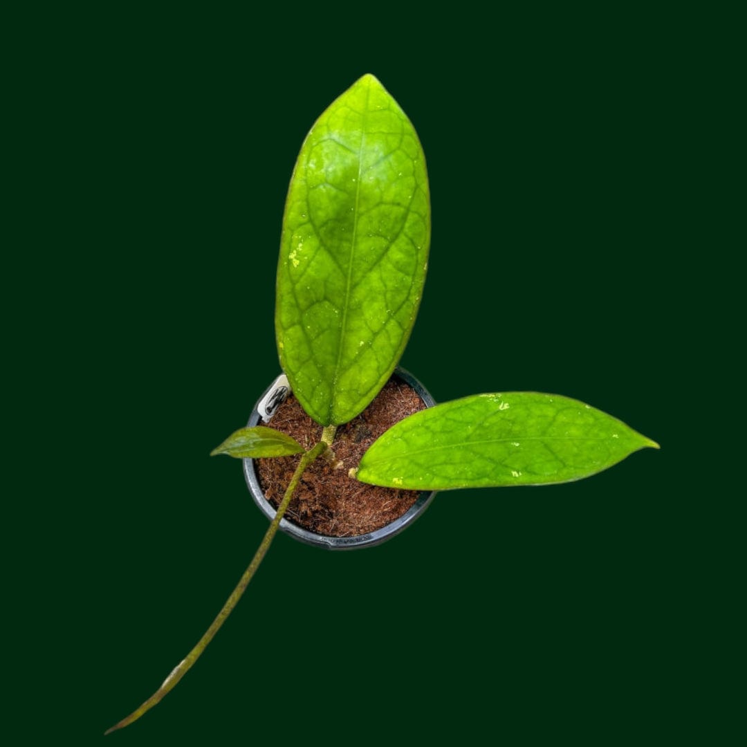 Hoya ‘Noelle’ X (UPT005 - open pollinated, seed grown)