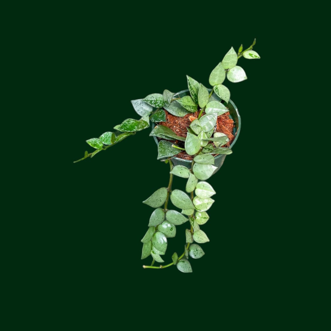 Hoya lacunosa (krohniana silver)